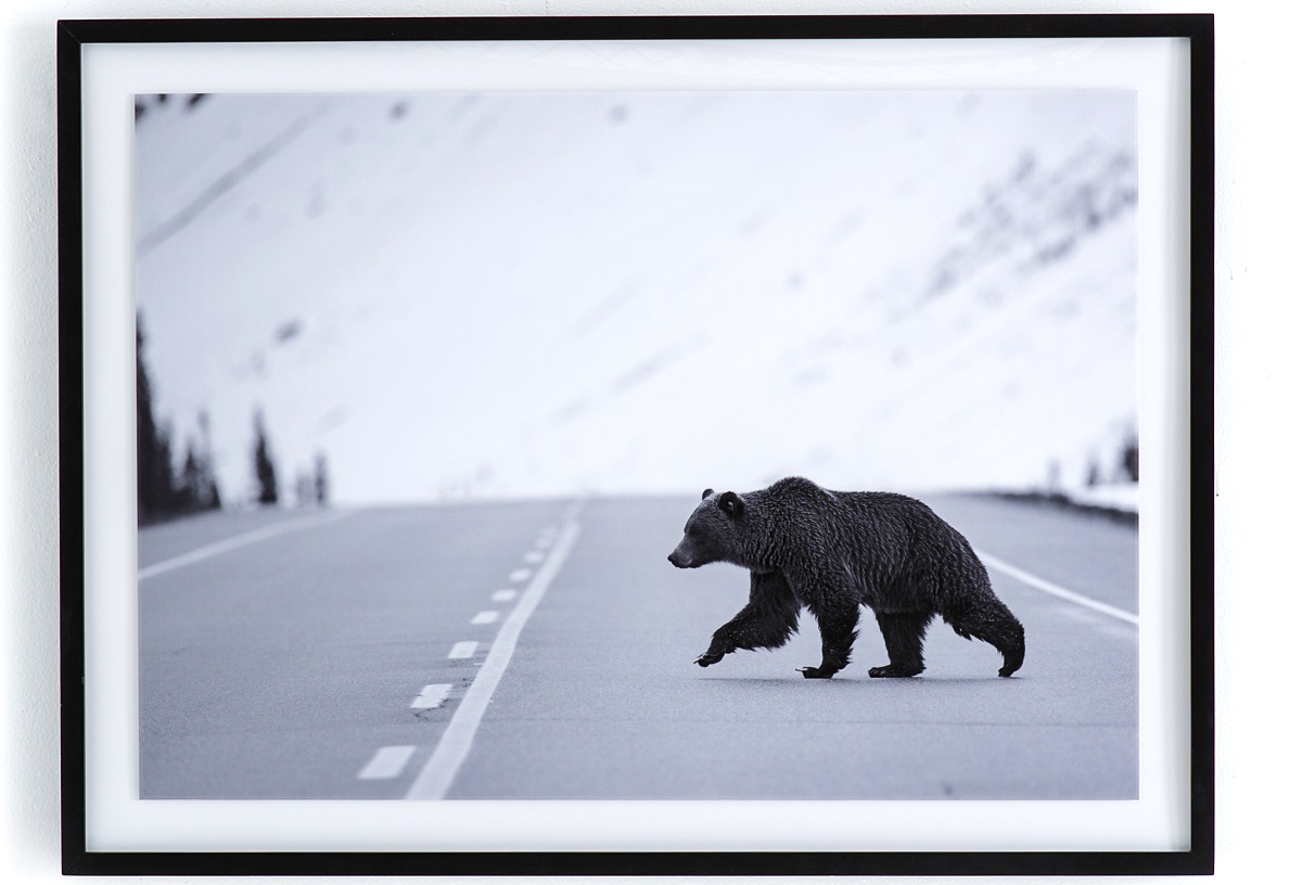 Grizzly Bear Black Wood Framed Wall Art 40"